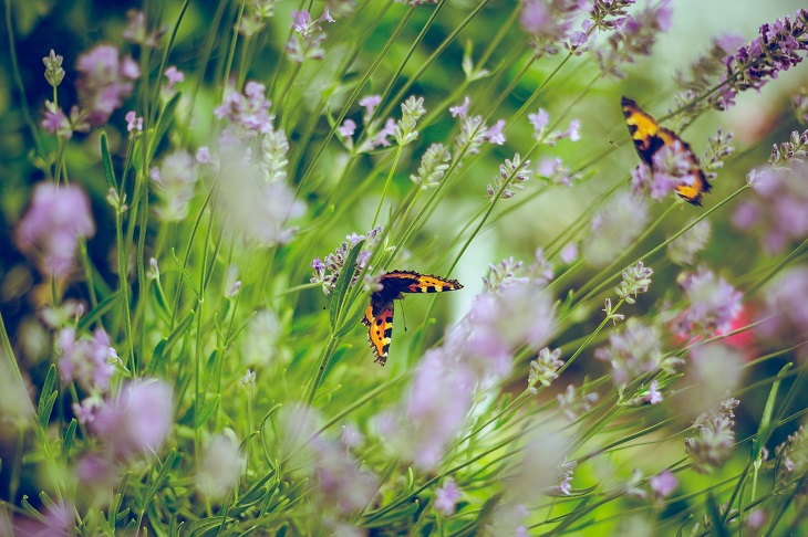 Build a flower bed to attract butterflies_photo by Emiel Molenaar on Unsplash