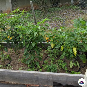 how to build a raised bed garden_growing peppers