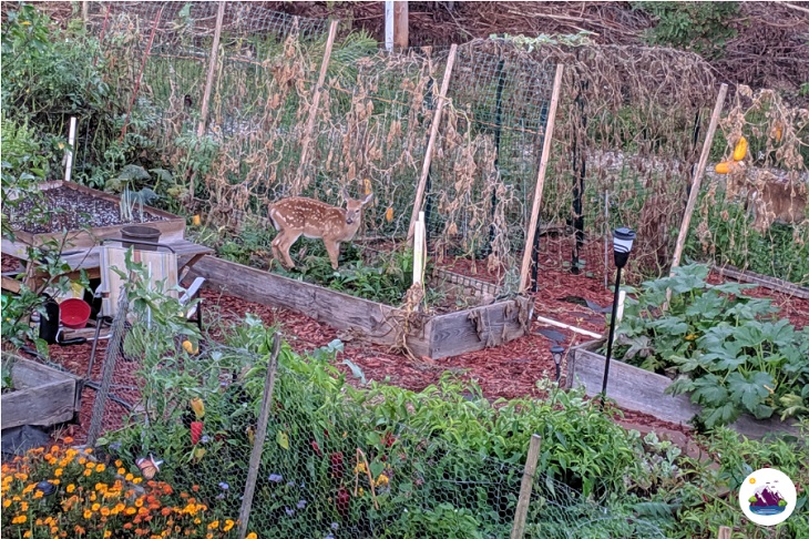 how to keep pests out of raised garden bed