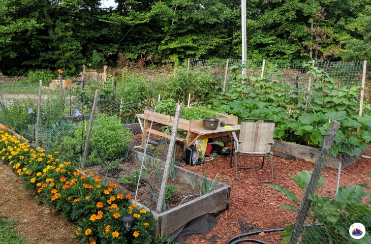 raised garden bed filled with an abundance of fresh vegetables