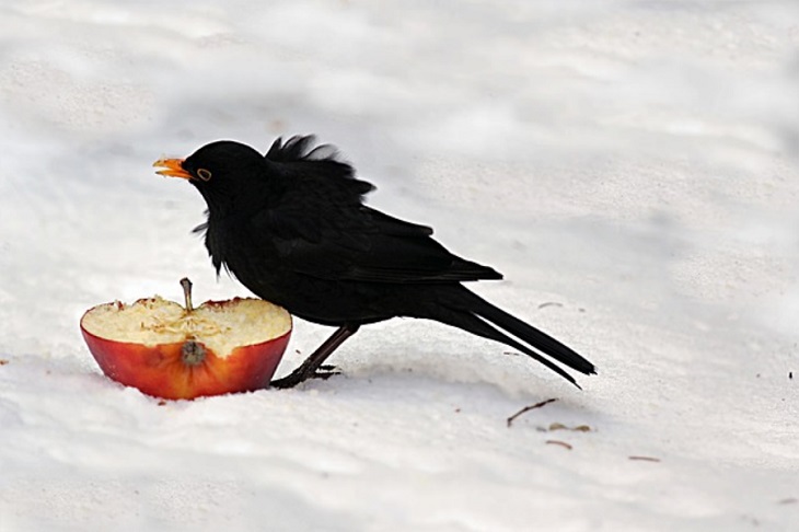 things to do with kids in winter feed the birds